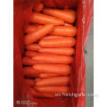 Fresh Carrot Crop 2019 Buena calidad